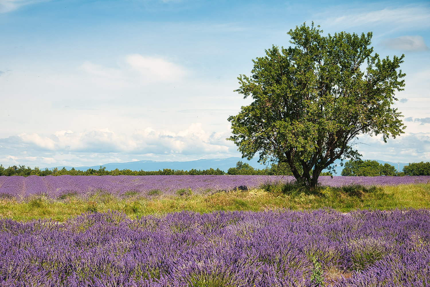 Lavender field and almond tree near Puimasson
