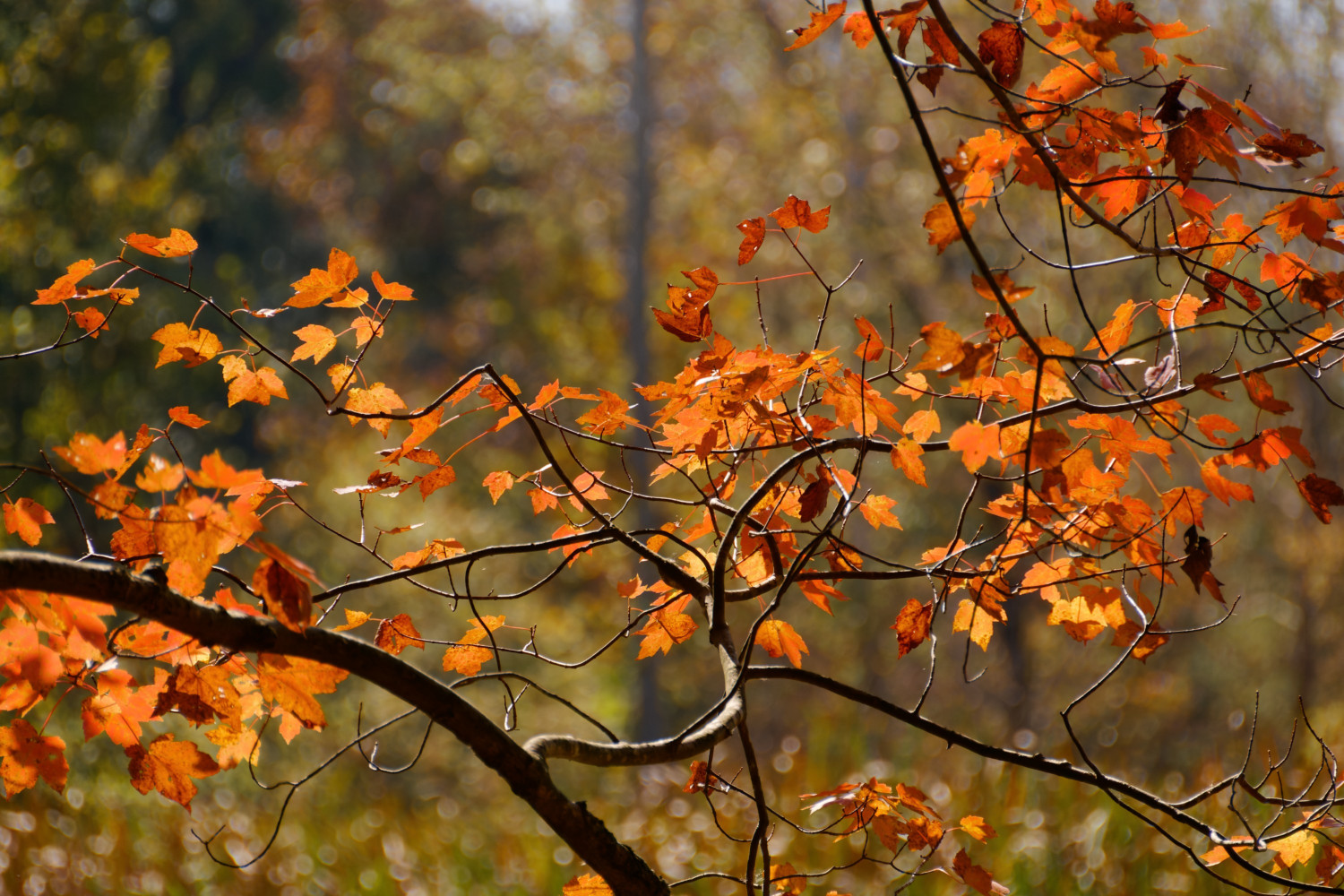 Autumn leaves on Abbotts Creek Trail