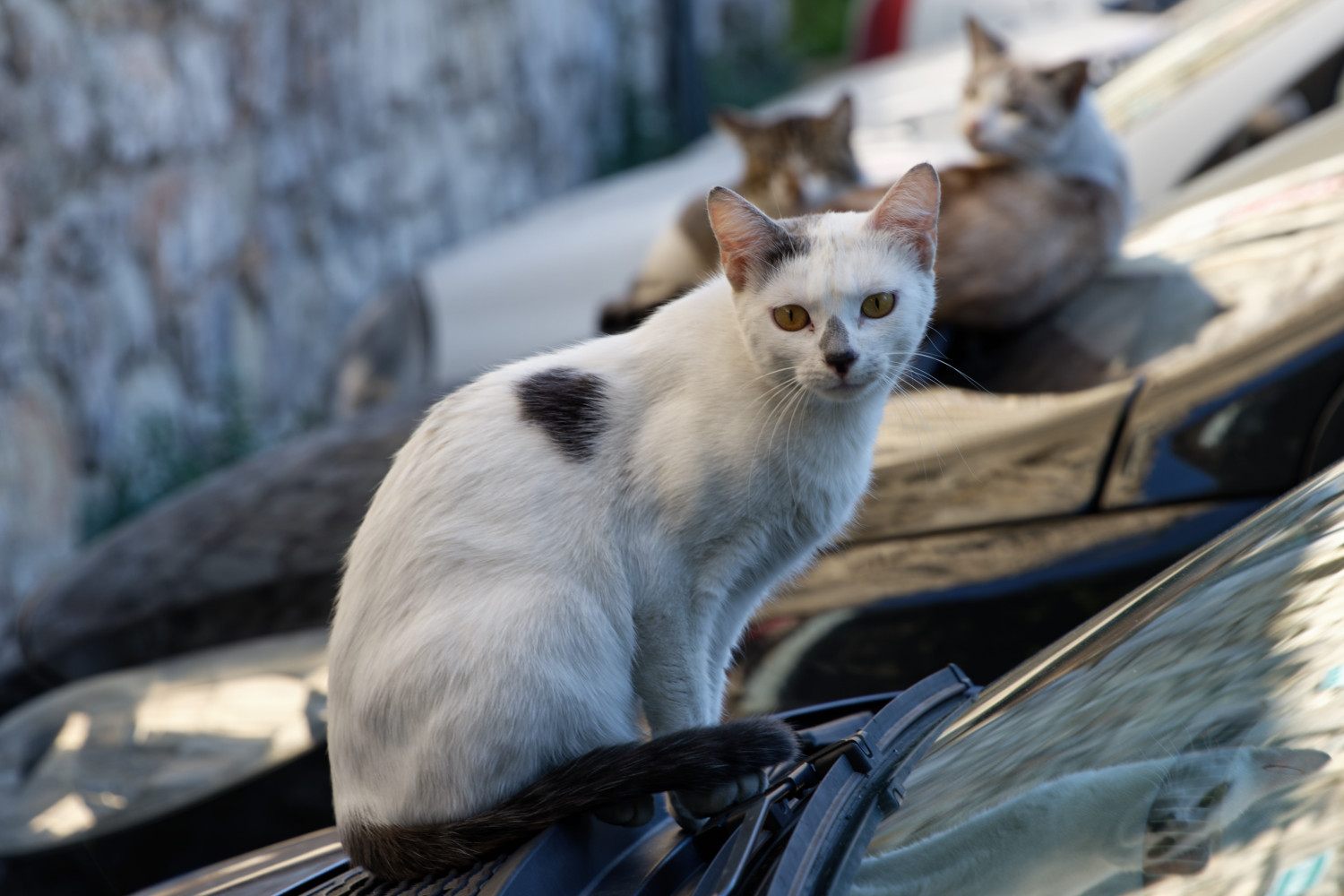 Street cats soaking up residual engine heat from parked cars
