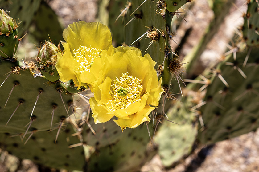 The saguaro blossom is the state wildflower of Arizona