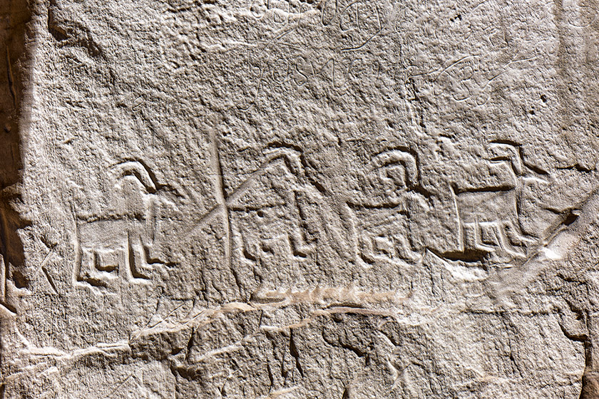 Petroglyphs of bighorn sheep