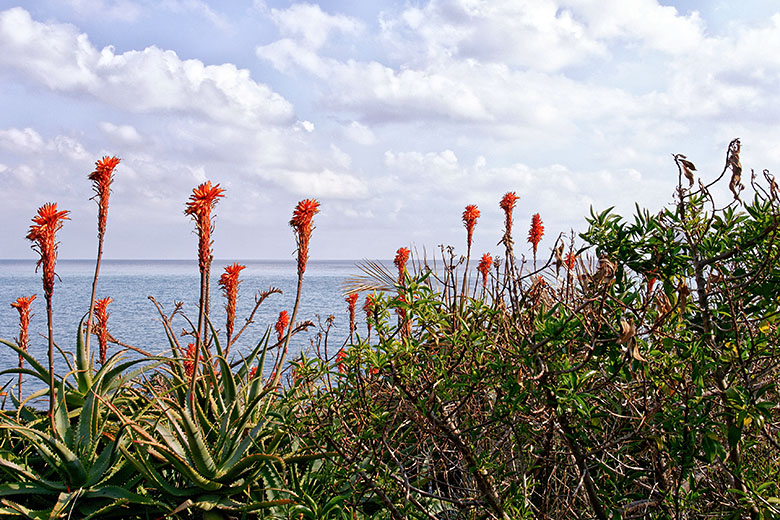 Blooming aloes