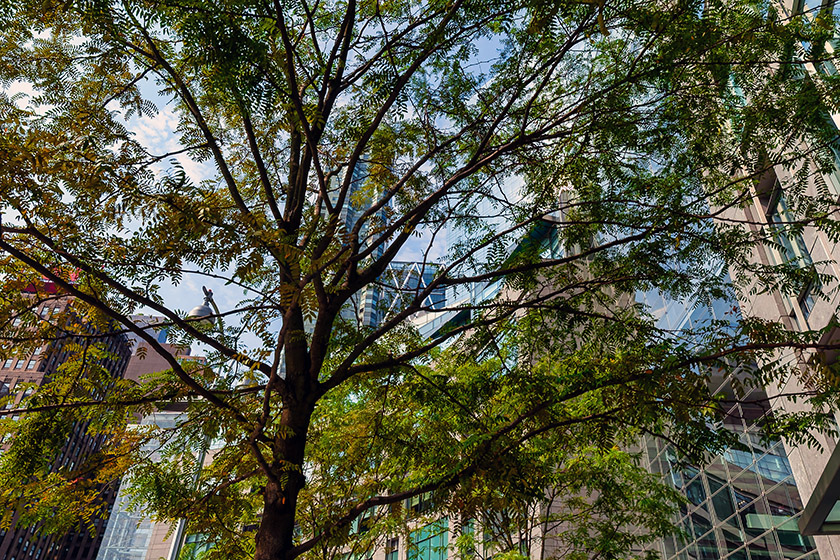 Tree at Columbus Circle