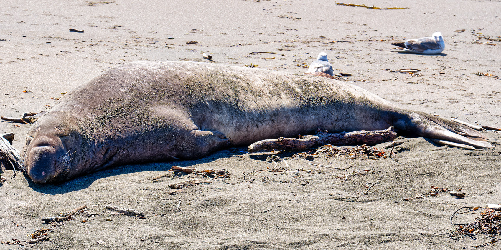 Adult male elephant seals reach up to 20 feet (6 meters) in length and weigh up to 8,800 pounds (4,000 kgs)