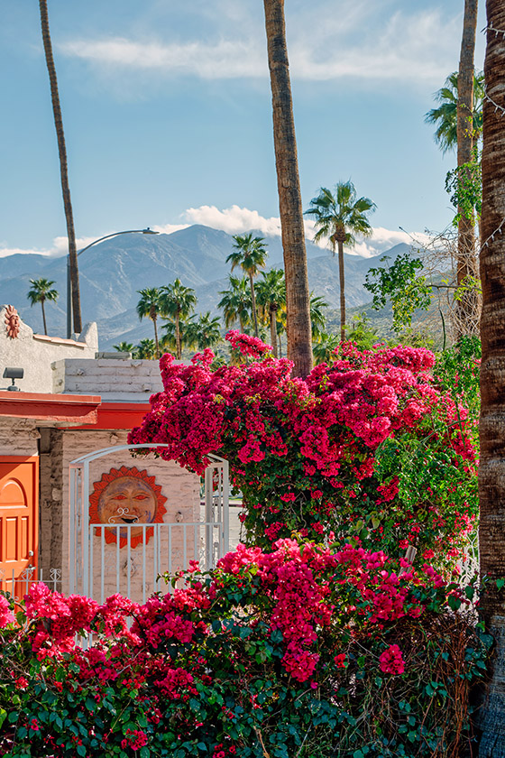 A colorful Palm Springs backyard