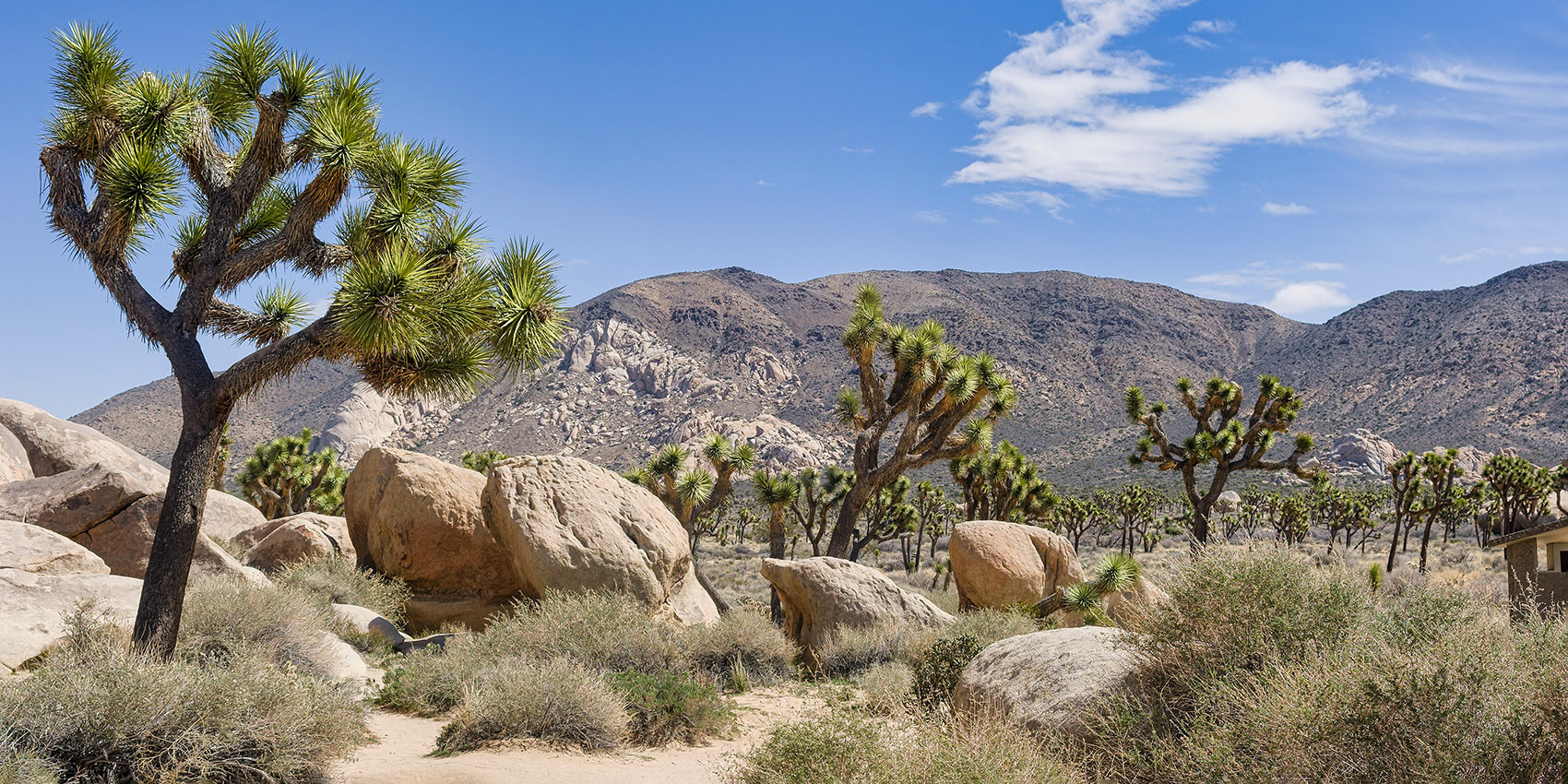 The view from Cap Rock Nature Trail