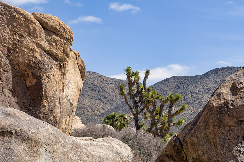 If you see a Joshua tree, you're in the Mojave desert