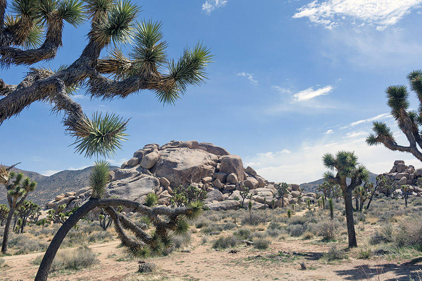 Joshua trees are also known as Yucca palms