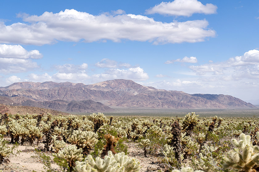 Cholla Cactus Garden