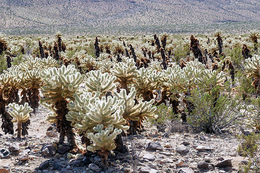 Among the teddy-bear cholla