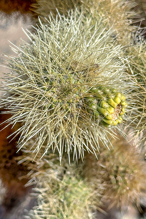 Cholla cactus flower