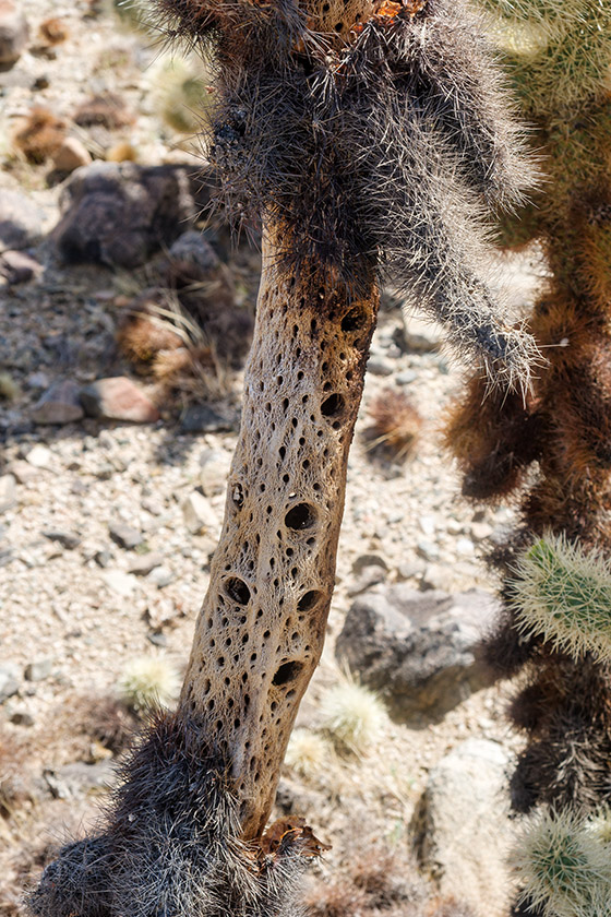 Cholla skeleton, a.k.a. Cholla wood