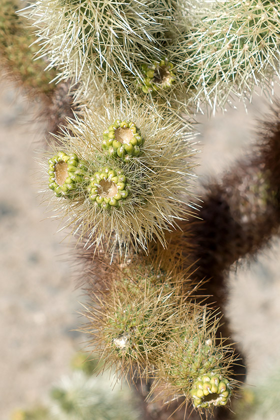 Cholla cactus flowers