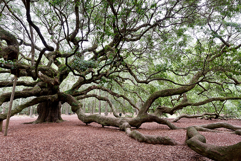 The Angel Oak on Johns Island