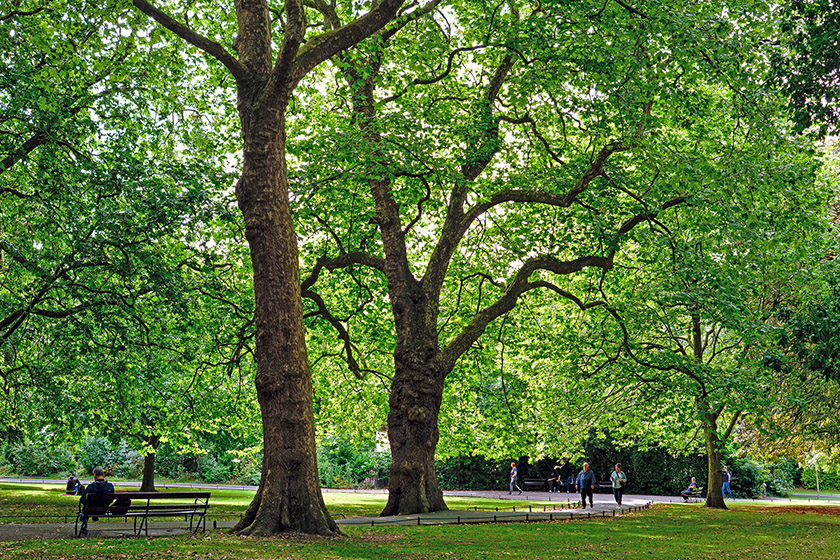 Gorgeous trees offering plenty of cool shade