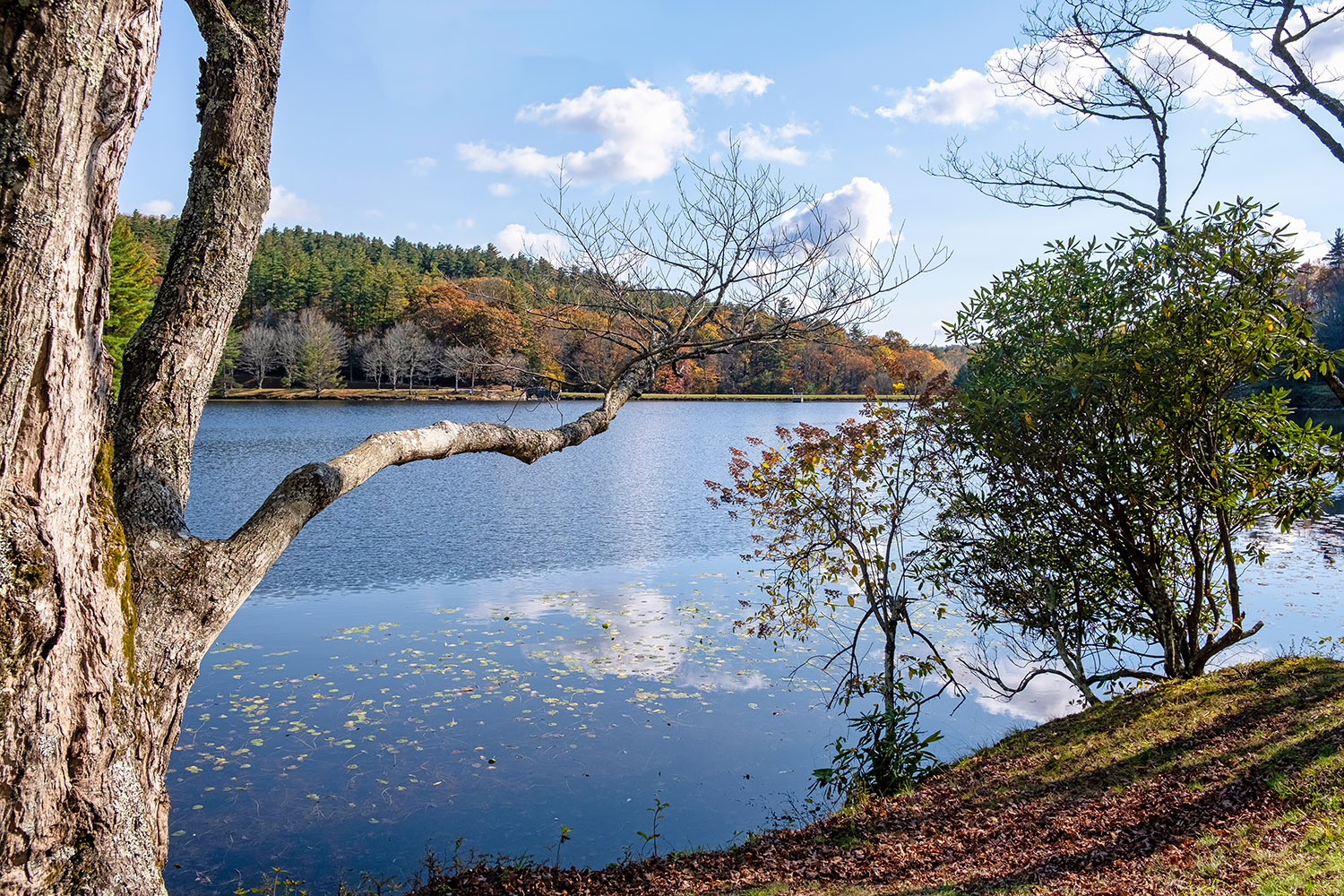 Starting the short but lovely walk around Bass Lake