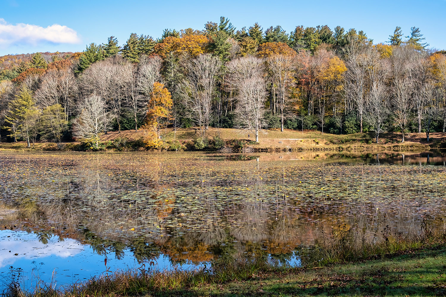 Many of the trees on the other side have lost their leaves already