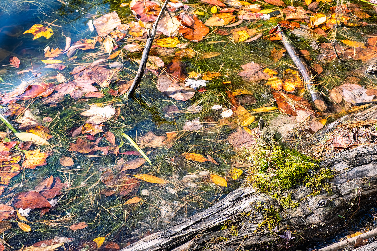 Closeup of the shore of Price Lake