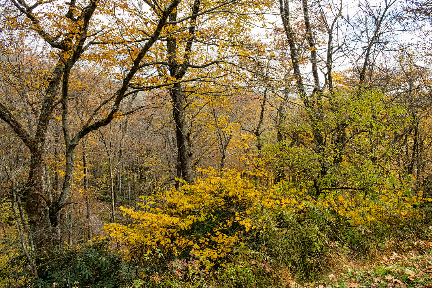 By the Moses Cone overlook off the Blue Ridge Parkway