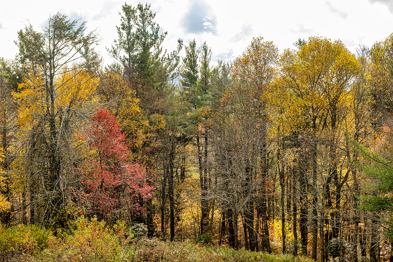 By the Moses Cone overlook off the Blue Ridge Parkway