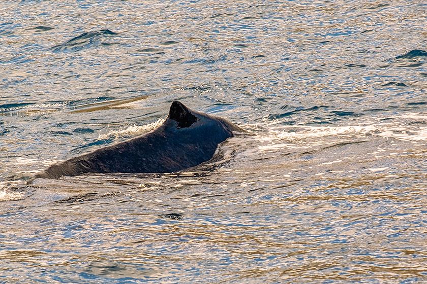 A humpback whale passing our boat