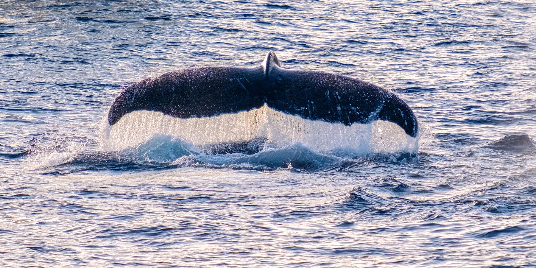 The fluke (tail) of a humpback whale can be as much as 5.5 meters (18 feet) wide