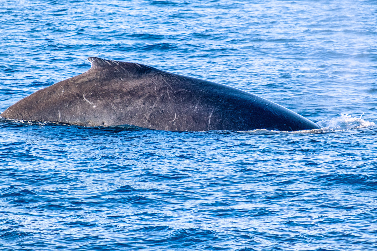 Experts can tell whales apart by the pattern of scars on their bodies