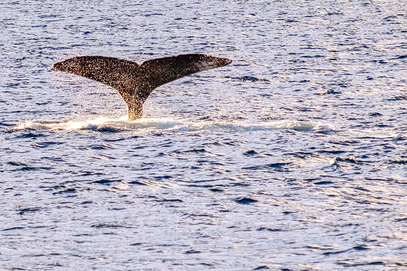 Each humpback whale has a unique fluke...