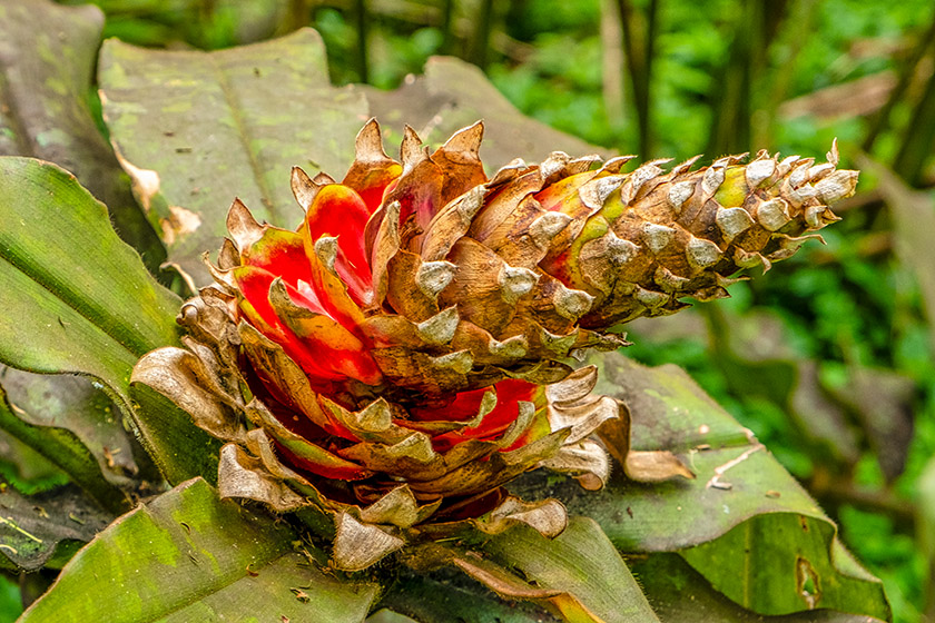Colorful pine cone (at least that's what it looked like to me)
