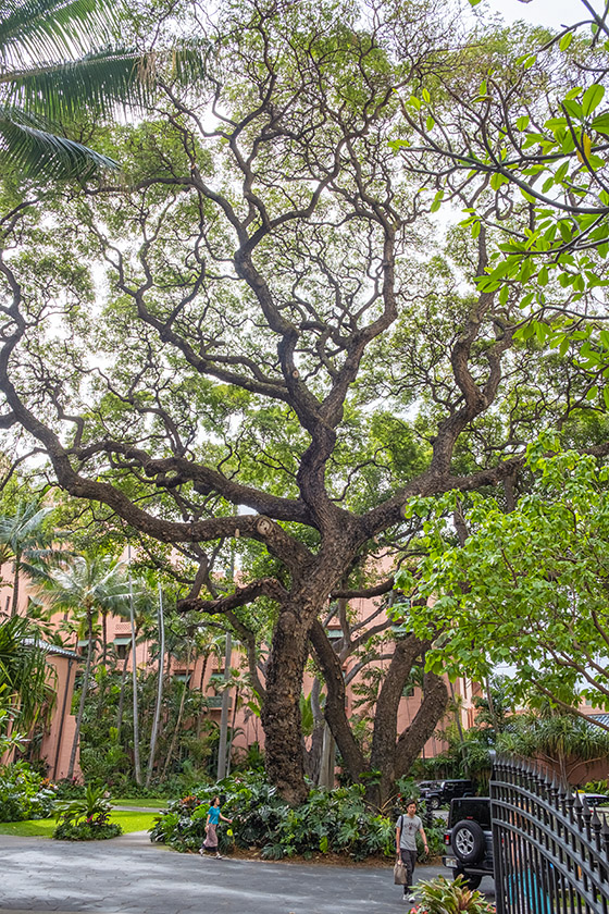Stately tree near the Waikiki Sheraton