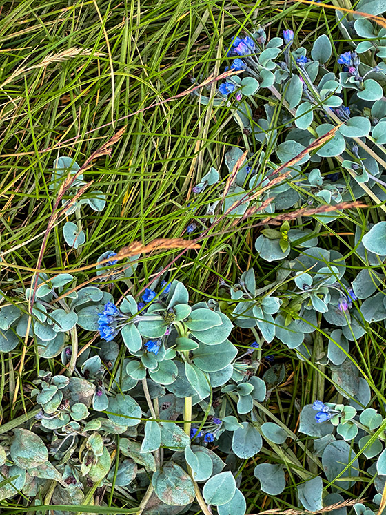 These tiny blue flowers were everywhere