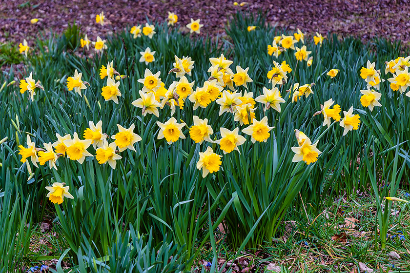 Daffodils