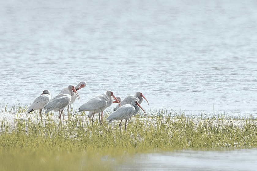 American white ibis (Eudocimus albus) on Carrot Island