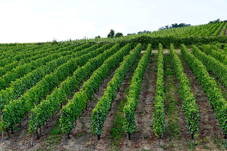 A vineyard right outside the village