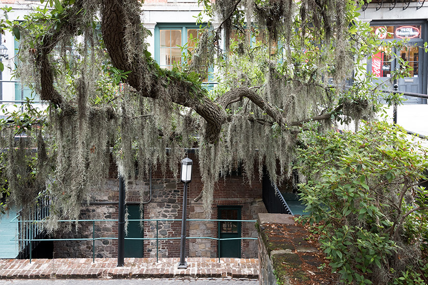 Southern Live Oaks and Spanish Moss are ubiquitous in Savannah