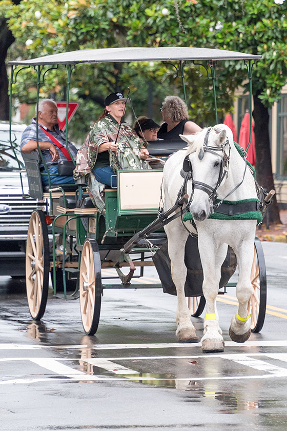 Horse carriage ride on Bull Street
