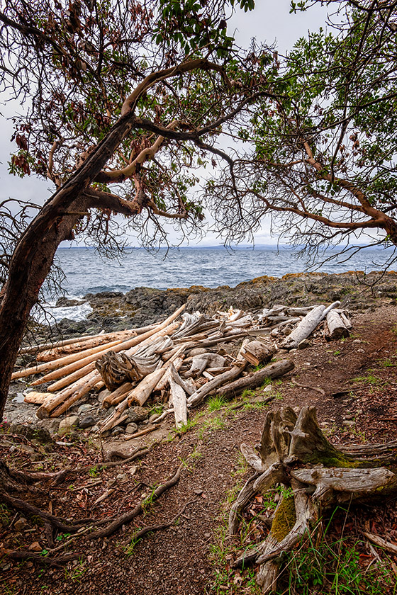 In Lime Kiln Point State Park