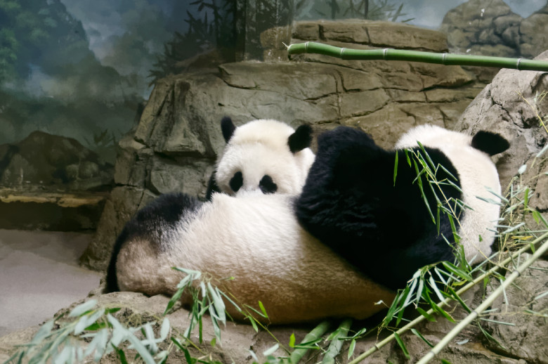 Giant Pandas Mei Xiang and her cub Bao Bao